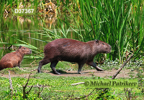 Capybara (Hydrochoerus hydrochaeris)